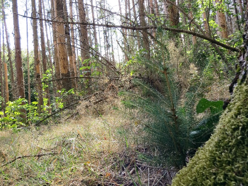 Dode sparren worden door de natuur vervangen in het nieuwe oerbos