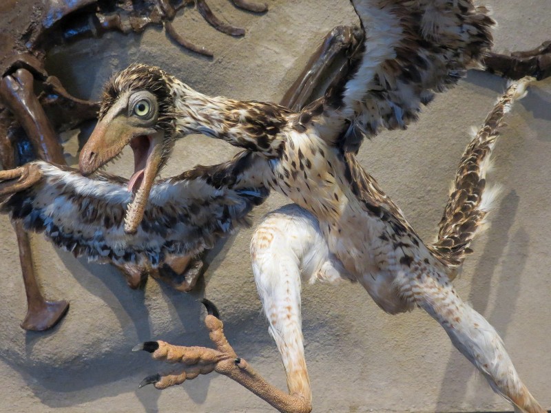 Reconstructie van de oervogel Archaeopteryx
