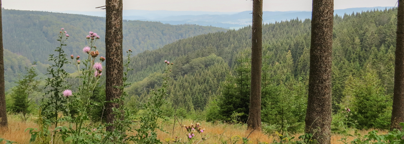 Uitzicht over de bossen van Sauerland vanaf de wandelroute Rothaarsteig