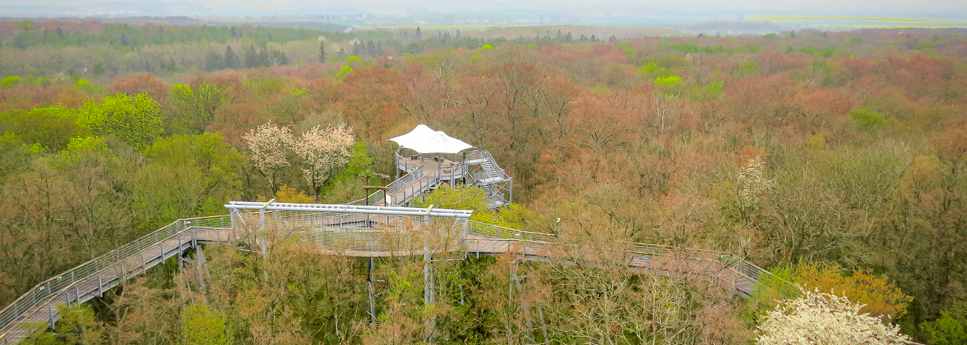 Het Nationaal Park Hainich in Duitsland