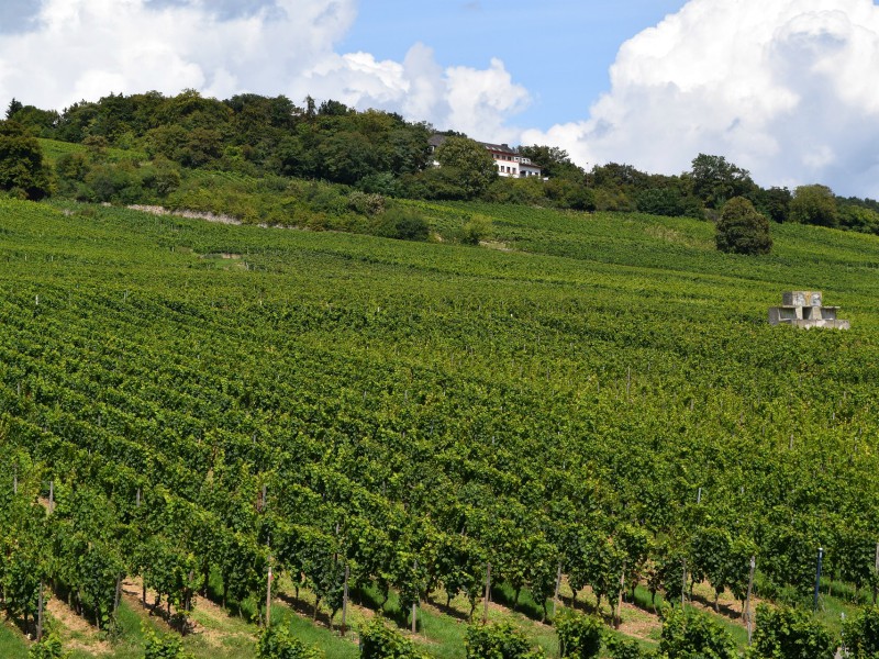 Wijngaard in de Rheingau