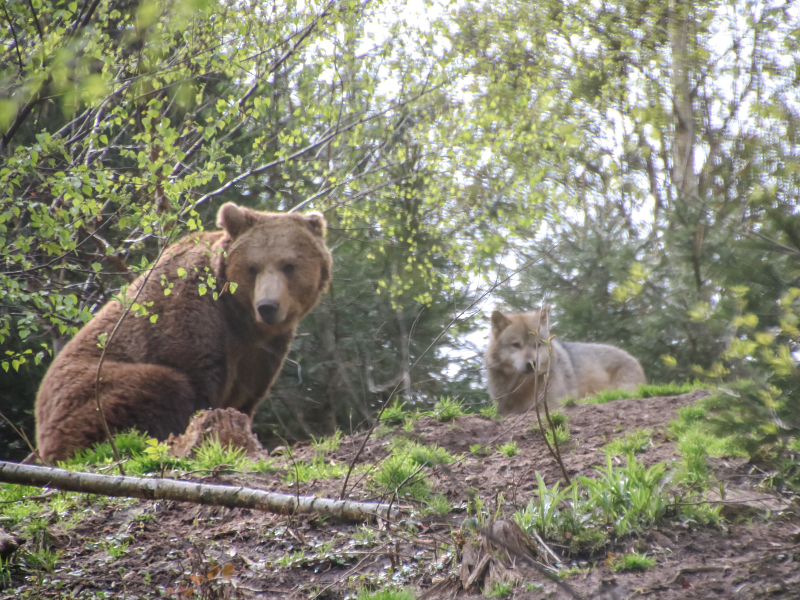 Het Wolf en Berenpark in Bad Rippoldsau-Schapsbach