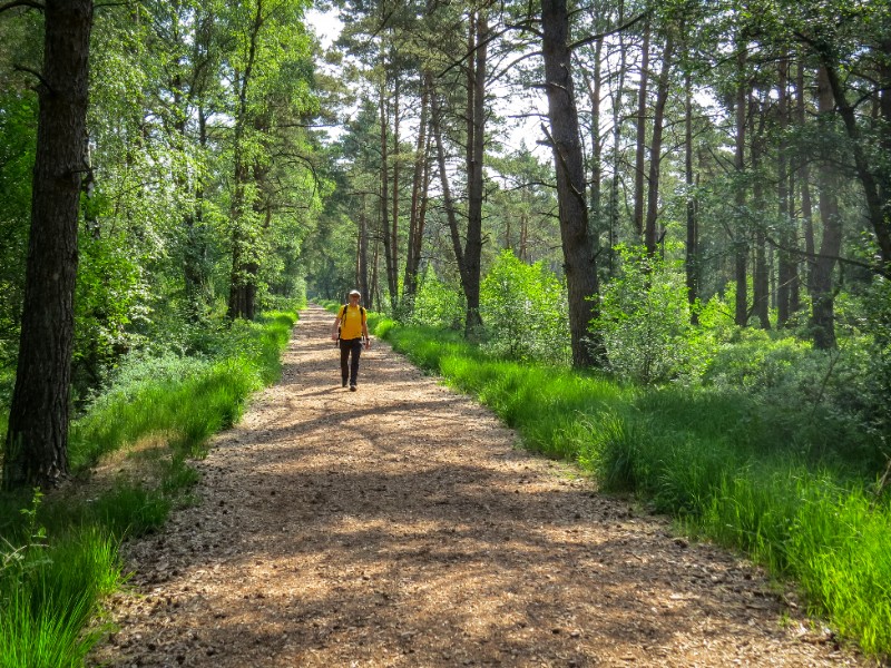 Wandelen over een bospad van de Nordpfade