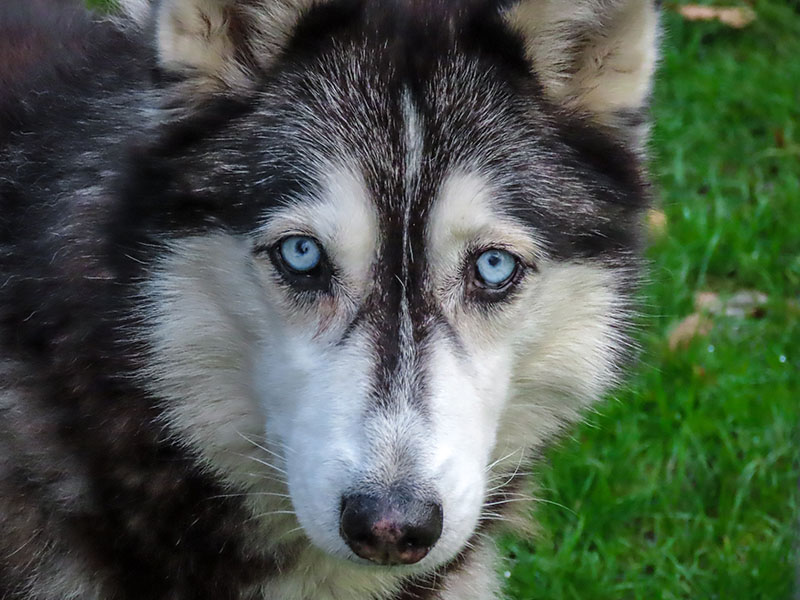 Een husky uit Butjadinger