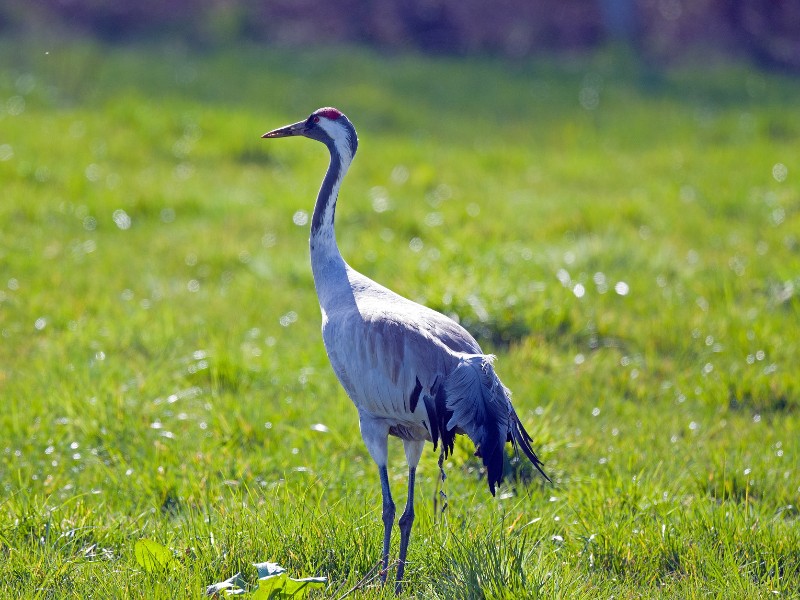 De Europese kraanvogel komt veel voor in Müritz Nationaal Park