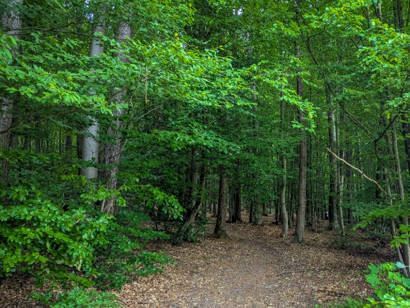De gemengde bossen van de Spessart hebben een grote diversiteit aan bomen