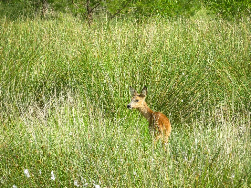 Een hertje in het Tister Bauernmoor