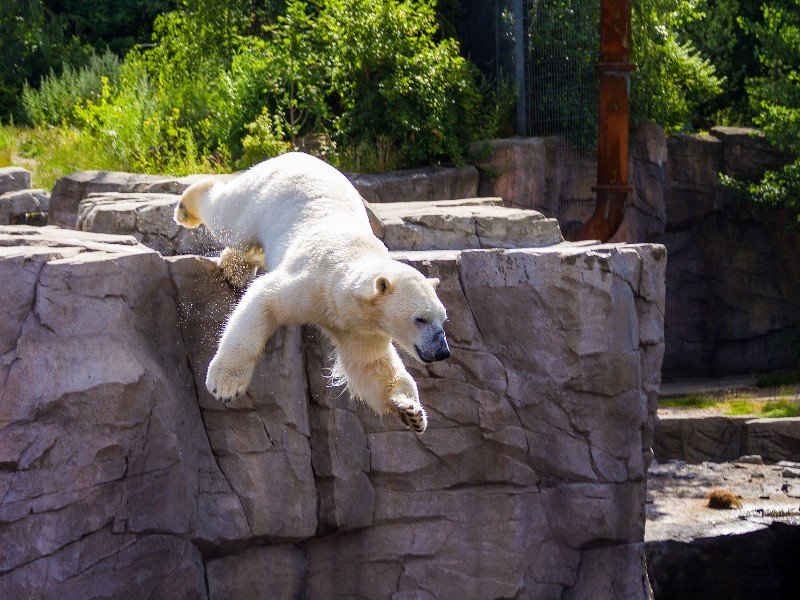 Een ijsbeer springt in het water in de dierentuin van Hannover