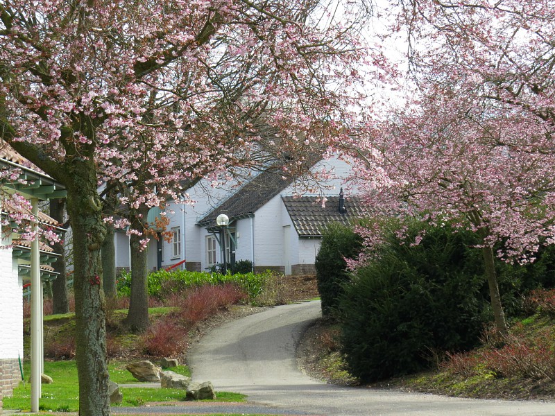 Landal Hoog Vaals in het voorjaar