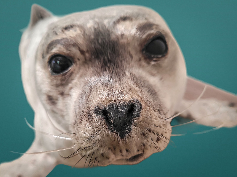 Opgezette zeehond van het museum