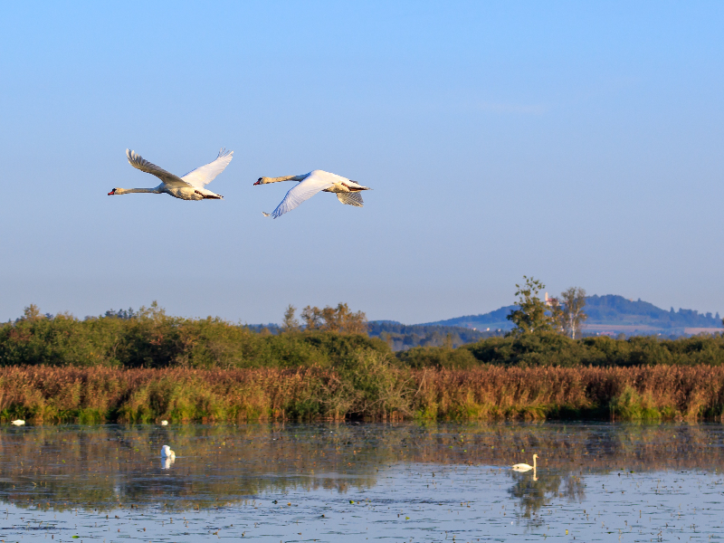 Bij de Federsee in Oberschwaben in Zuid Duitsland kun je wel meer dan 250 vogelsoorten spotten
