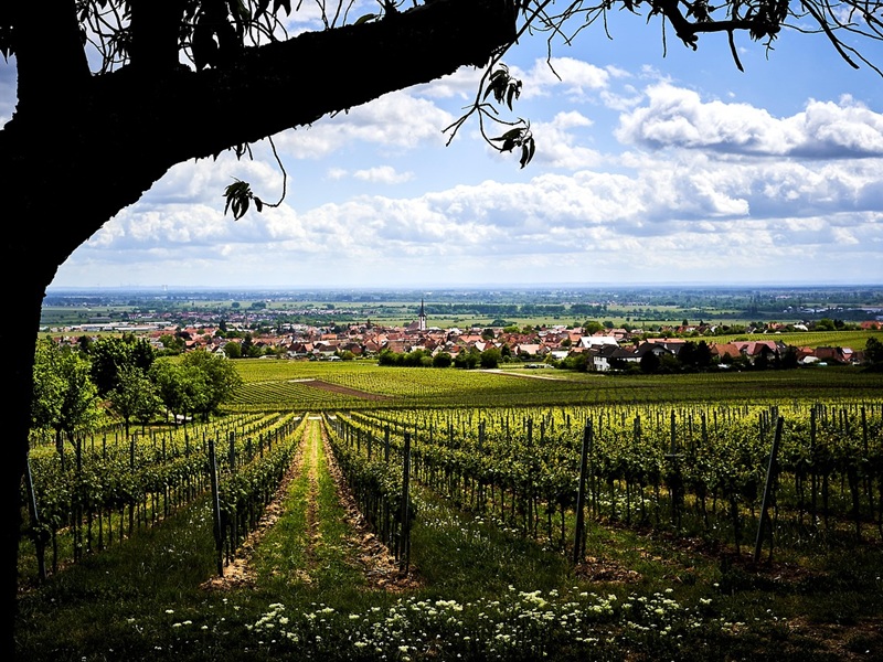 Pfalz wandelvakantie Weinsteig