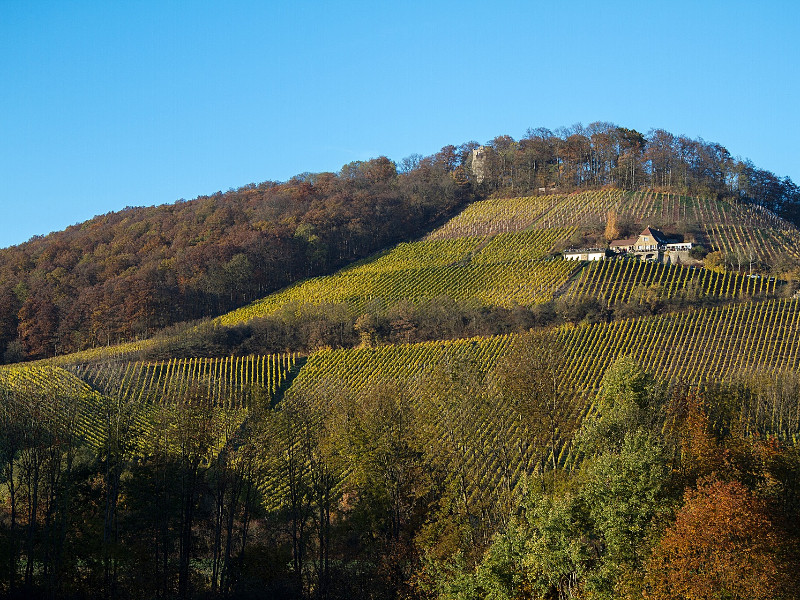 Wijnvelden in de omgeving van Zeil am Main