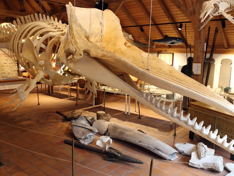 Potvisskelet in het Heimatmuseum op Borkum