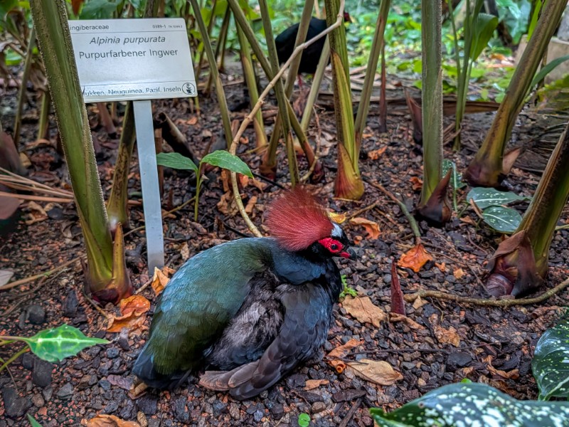 Een roelroel tussen de exotische planten van Gruson