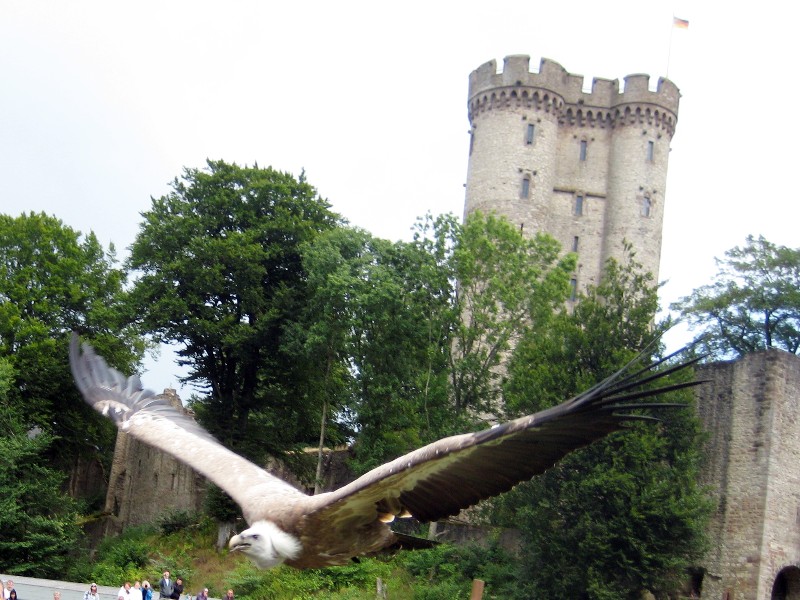 De roofvogelshow bij Kasselburg