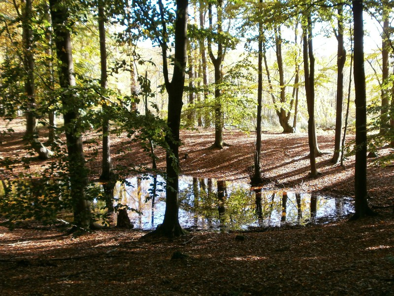 De Schorfheide in Brandenburg