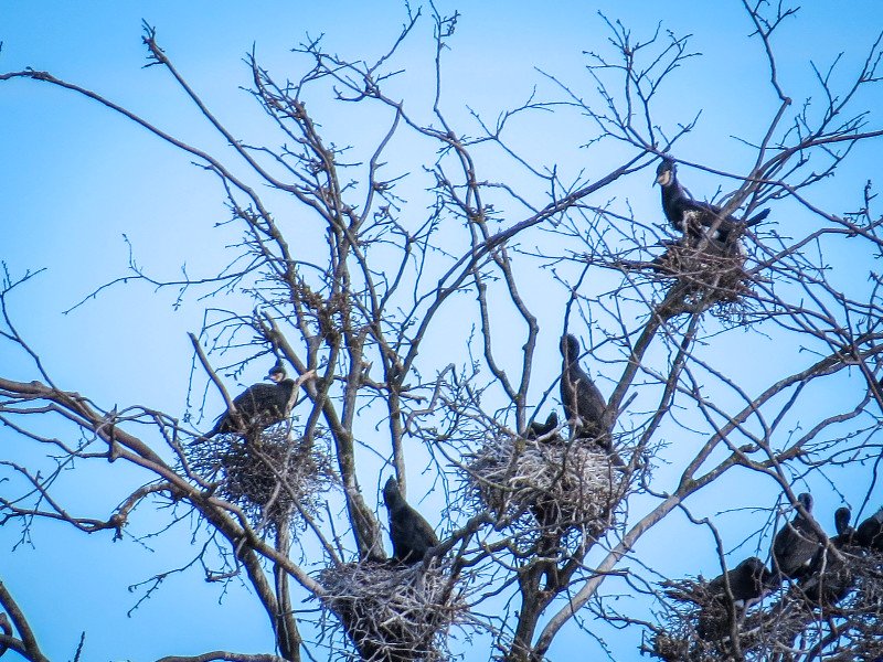 Aalscholvers op hun nest in de boom in Naturpark Holsteinische Schweiz