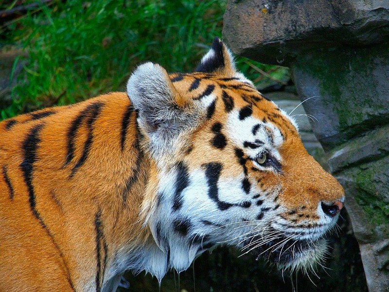 Tijger in de Grüne Zoo in Wuppertal
