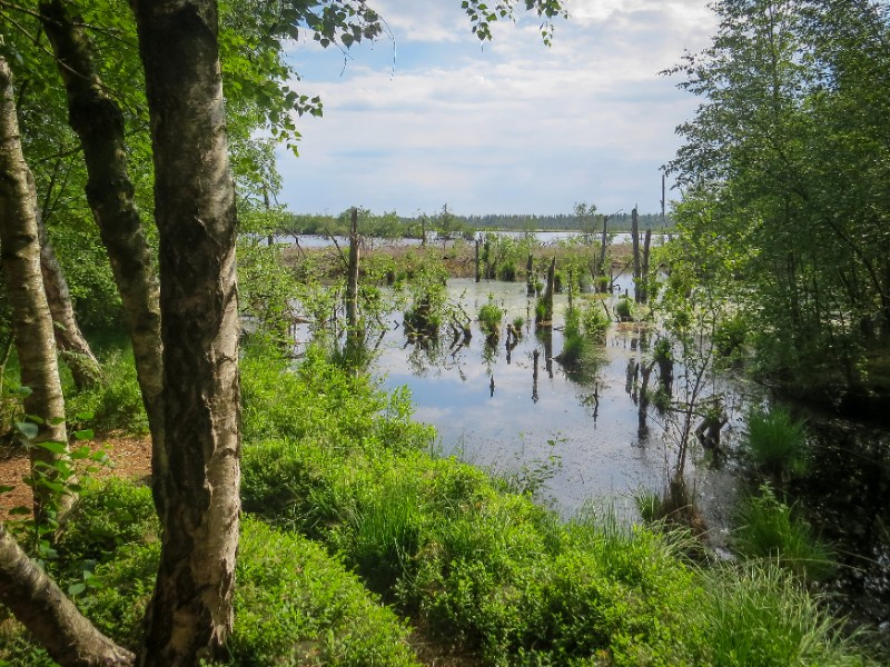 De moerassen van het Tister Bauernmoor