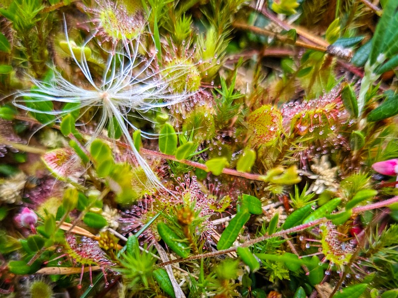 Diverse moerasplantjes, waaronder ook vleesetende...