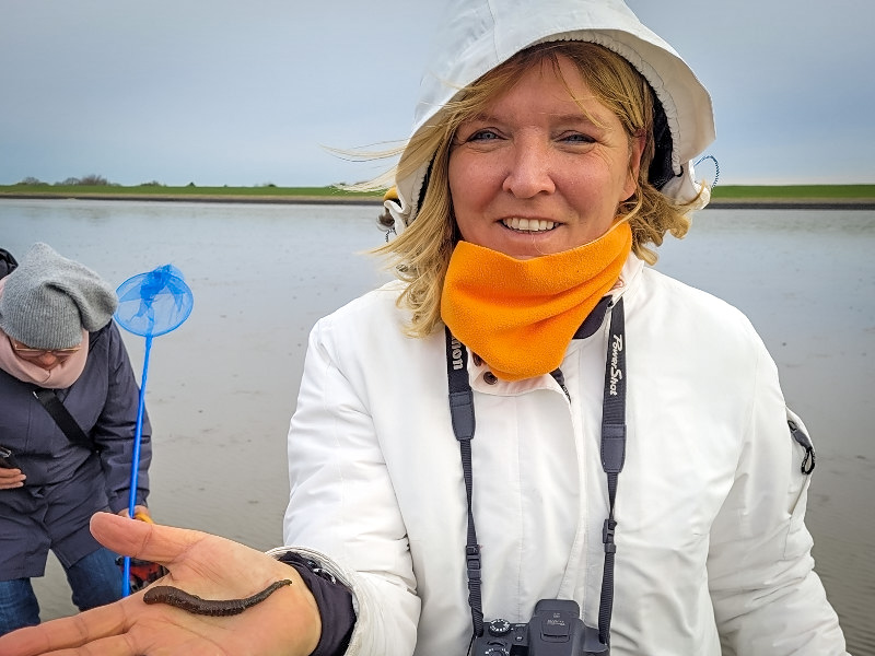 De gids heeft een worm opgegraven op het wad