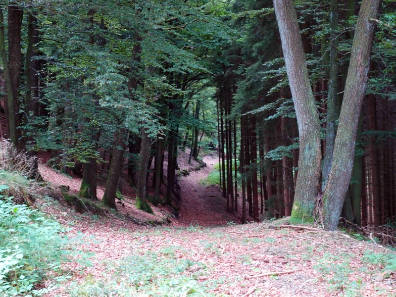 Wandelen door de bossen van het Sauerland