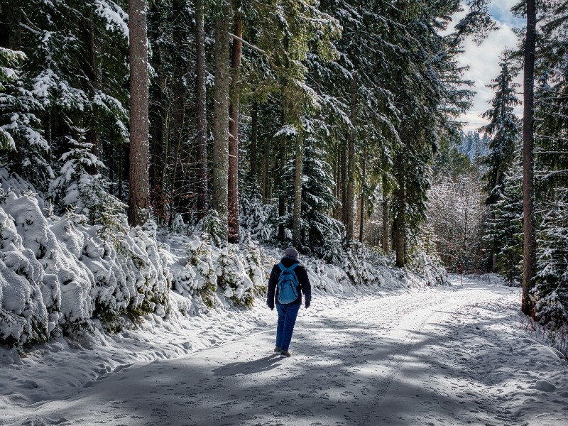 Winterse wandeling in het Zwarte Woud