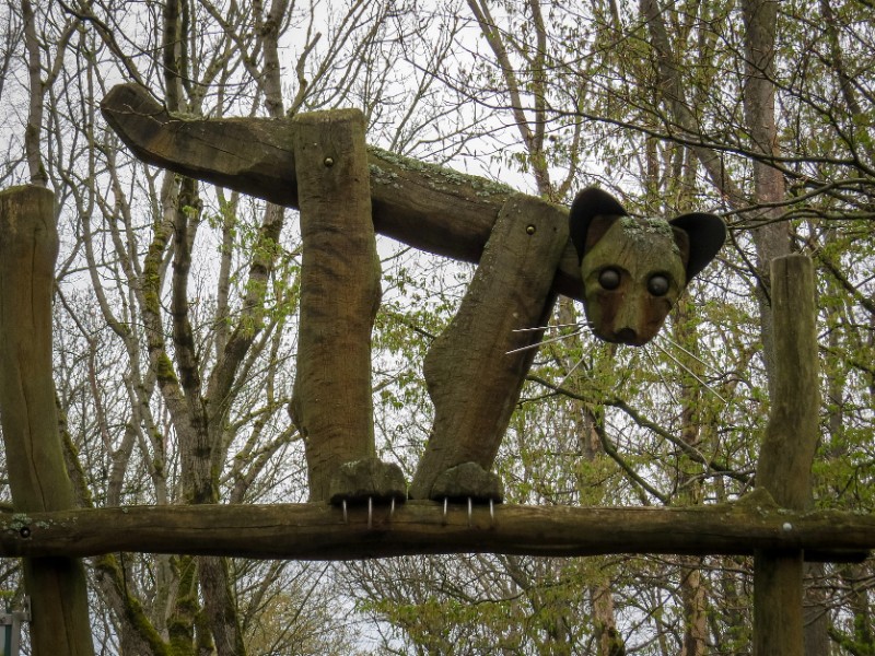 Beelden van de Wilde Kat kom je ook bij het Boomkroonpad tegen