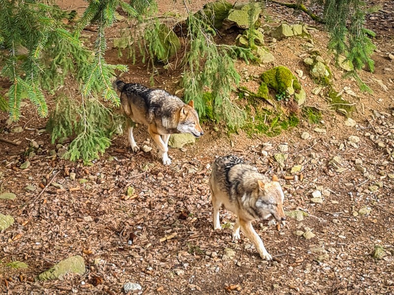 Wolven in het Bayerwald Tierpark in Lohberg