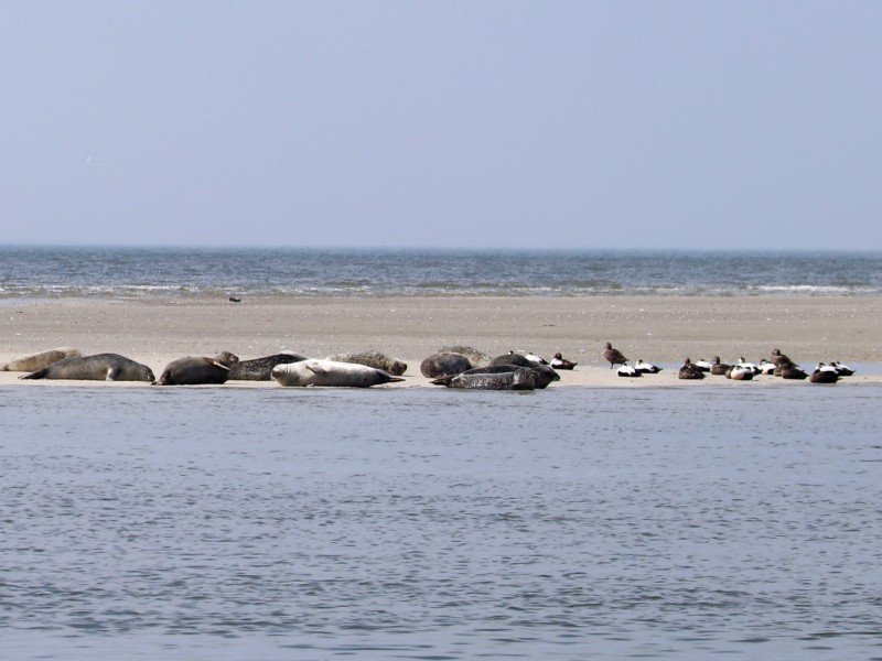 Zeehonden gespot vanaf het strand van Borkum