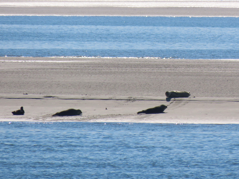 Zeehonden op de zandbank bij Wangerooge